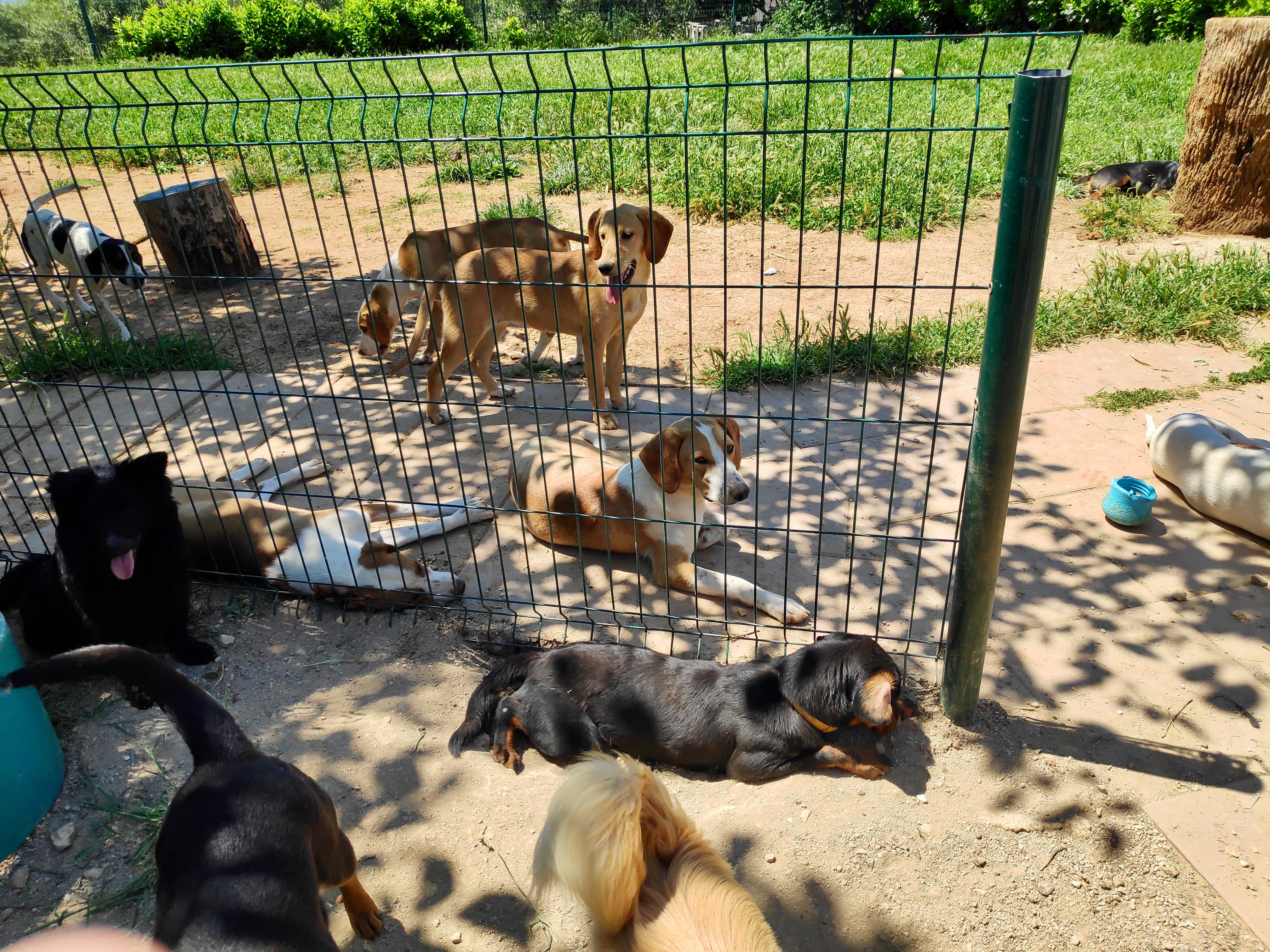 Animal Rescue Croatia Love Volunteers