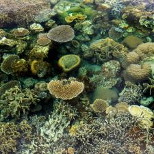 Great Barrier Reef conservation