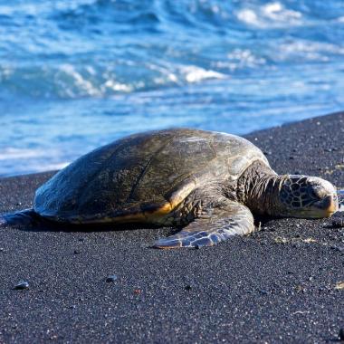 Volunteer with Sea Turtles in Costa Rica | Love Volunteers